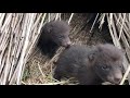 超かわいい！！野生のたぬきの赤ちゃん