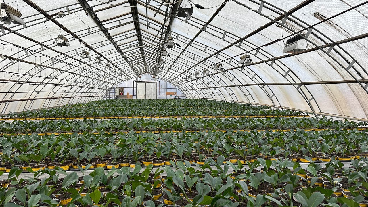 Життя теплиці#Зелений бізнес зсередини#Зелене виробництво@ШаленийКвіткаР 