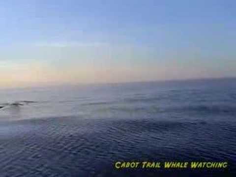 Nova Scotia Whale Watching - YouTube