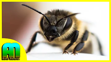 ¿Cuáles son los olores favoritos de las abejas?