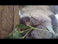 Taronga Zoo Celebrates Season's First Koala Joey