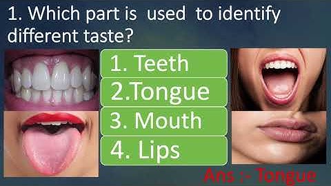 EVS CLASS 5 LESSON- 3 ( FROM TASTING TO DIGESTING ) QUIZ MCQS WITH ANSWERS BY PRIYA RANI