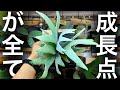 【最重要】"美しい"を造るコツ【ビカクシダの育て方】