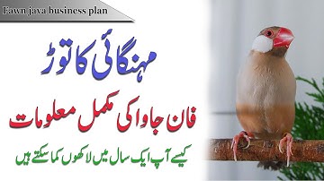 Fawn java feasibility report | Fawn java business plan