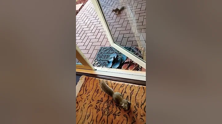 Petee Jumps Up, Grabs my Hand. #squirrel #squirrels #cute #animals