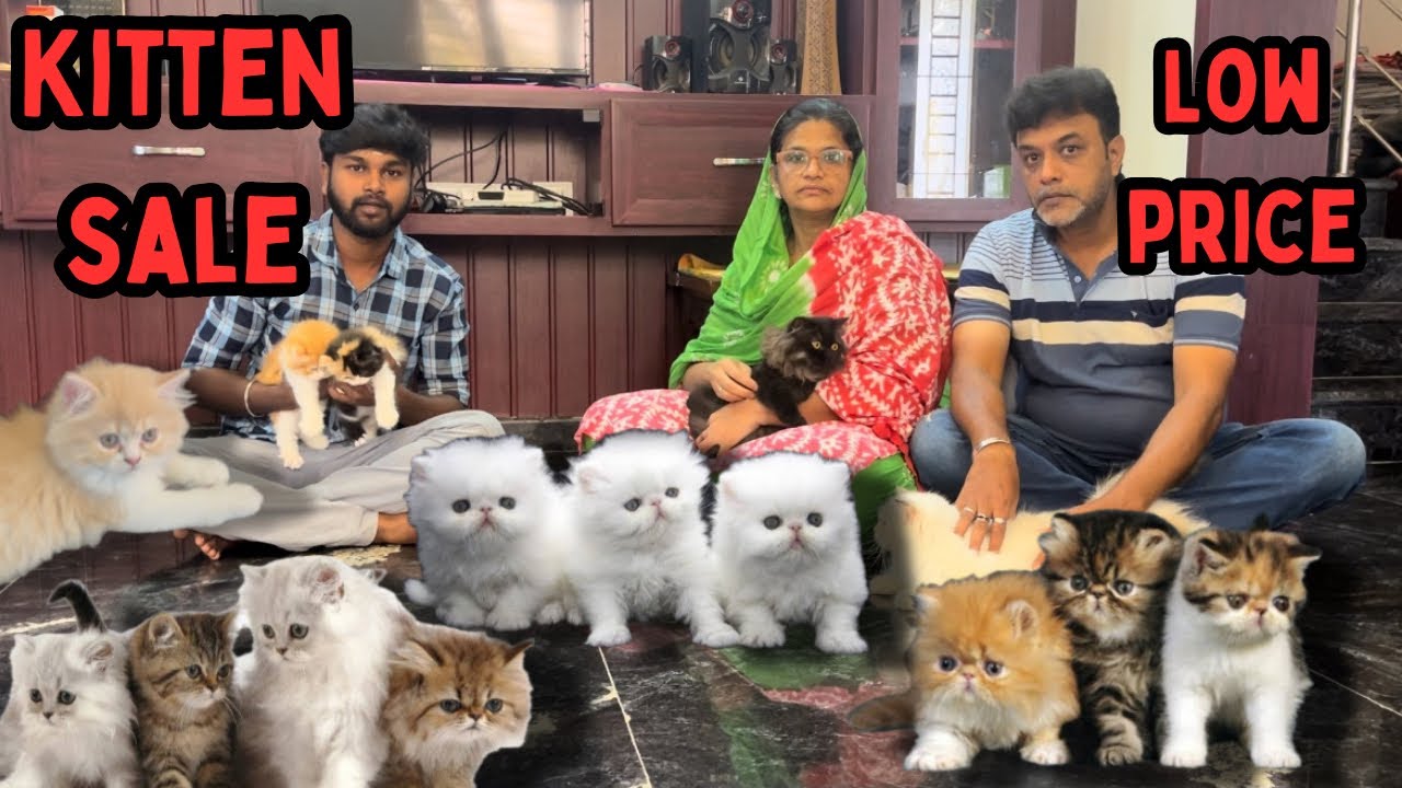 Persian cat fram in coimbatore kitten and adults cats salemillion of