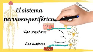 Sistema nervioso PERIFÉRICO [Vías sensitivas y motoras]