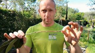 Le Brf Bois Raméal Fragmenté