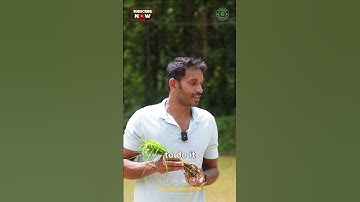 System of Rice Intensification (SRI) Method of Rice Farming Regenerative Paddy Cultivation