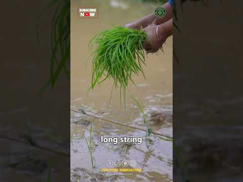 System of Rice