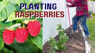 How To Grow Raspberries Planning & Planting