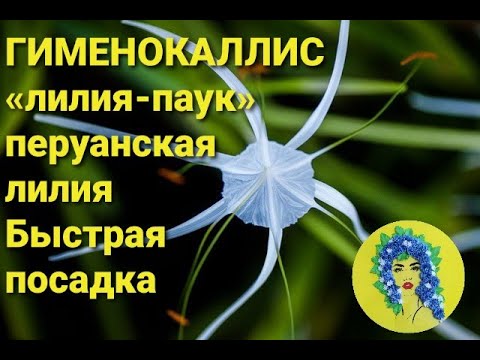 Гименокаллис "лилия паук" как посадить, как выращивать. Перуанская лилия тонкости ухода за растением