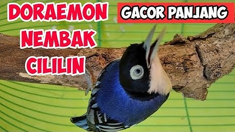 RAMBATAN DORAEMON GACOR NEMBAK PANJANG PALING BANYAK DICARI