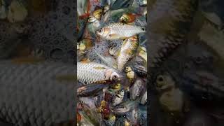 #motivation #motivation #unfrezzmyaccount #quotes #love #fishing #fish #handfish #nature #funny #li