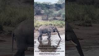 Thrilling Adventure Awaits - A Tanzania Trip...