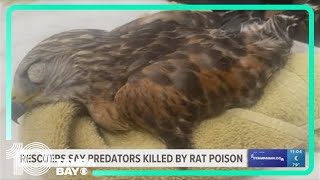 Rescuers say wild animals are being killed by rat poison in Florida