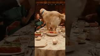 Dog Turns Dinner Party Into Disaster
