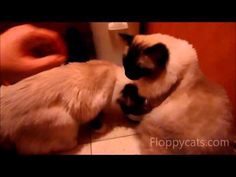 Cats Eyes Tearing Up - Why Do Cats Eyes Tear Up - ねこ - ラグドール -- Floppycats