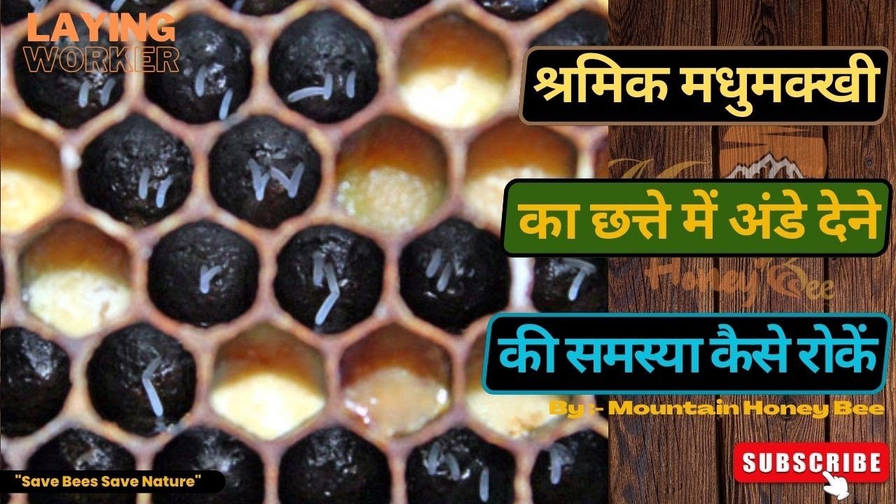 Laying Workers | Worker madhumakhi ki ande dene ki samasya | Mountain Honey Bee | Beekeeping