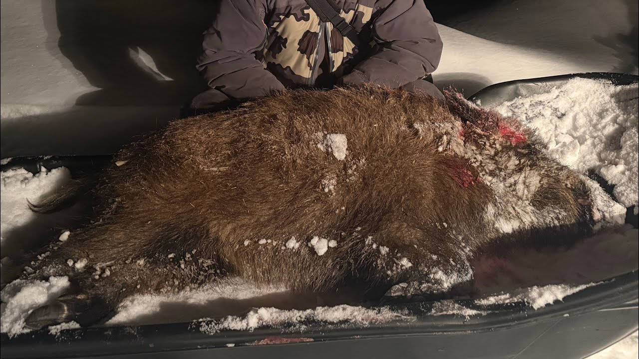 Охота на кабана с вышки февраль 2026