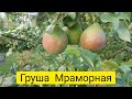 Груша Мраморная. Как растет южная груша в Подмосковье.