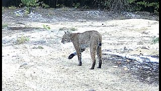 New Hampshire Trail Cam, August 2022 — Bobcat, bear, coyote, owl, deer family