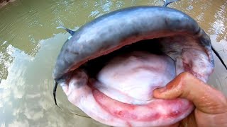 This GIANT CATFISH was in a CREEK?!