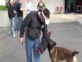 Police dog training - bites from your own dog?