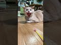 猫の牙　ぼくね片方抜けちゃった！