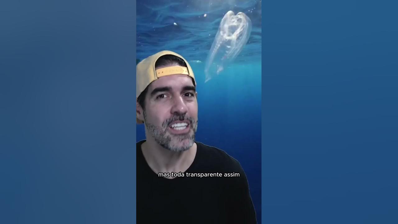 Bicho TRANSPARENTE e ESQUISITO do mar Salpa Pidobiologia YouTube