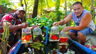 CHEAPEST AQUARIUM GIANT GOLDFISH SELLER  On a TINY BACKYARD POND!! Harvesting Thousands of koi fish