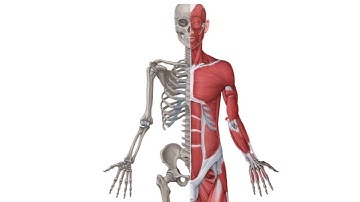 Musculoskeletal system-Name of all bones,Types of fractures and Types of treatments & CPT guidelines
