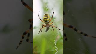 Die Wespenspinne #wildlife #waldenwildlifewatch #spider #photography  #nature #wildlifephotography