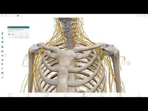 Visible Body | Using Human Anatomy Atlas to help teach and learn