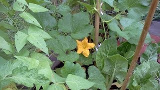 About the Garden: Tatume squash in zone 7 (square foot garden)