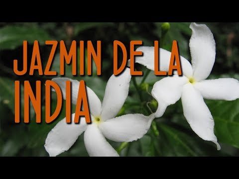 Cuidados del jazmín de la india