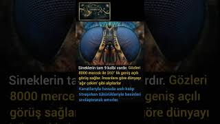 Sivrisinekler Sandiğindan Daha Tehli̇keli̇ Gerçekler Şoke Edecek