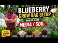 Blueberry Grow Bag Setup | Best Media Mix + 2nd Year Results