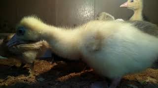 Gurk kaz yuvası nasıl olmalı, kaz yavrusu nasıl beslenir nelere dikkat etmeliyiz. #goose #kaz