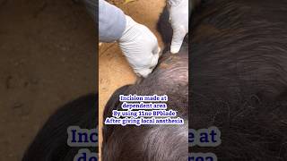 Goat limping with leg swelling reason/vet treatment/cellulitis/abscess