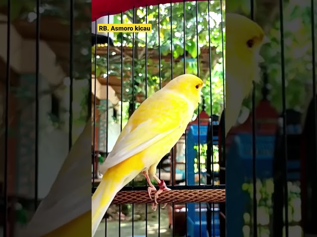 Burung kenari gacor || kenari mania || kicau mania || canary singing || canaries singing || canario class=