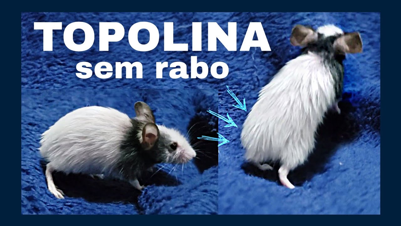 Adotei uma Topolina sem Rabo 🐭 - Mus Musculus Molossinus - YouTube