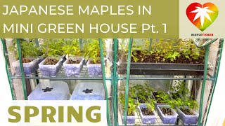 Japanese Maples In Mini Green House In The Spring