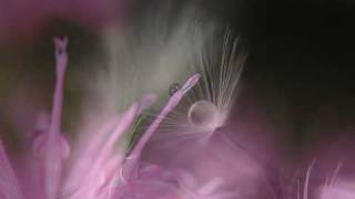 Rosy Kueng Photography