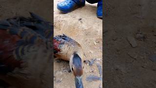 Download Lagu Cute Jungle Ducks (Phone🦆 MP3