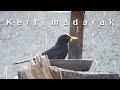 Kerti madarak - A madáretető és madáritató tavaszi vendégei