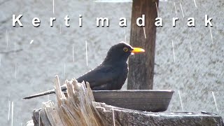 Kerti madarak  A madáretető és madáritató tavaszi vendégei