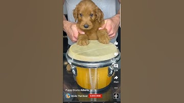 Thumbnail of puppy drums #shorts 🥁