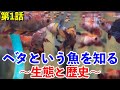 【アクアリウム】ベタという魚を知る 第1話 〜生態と歴史〜
