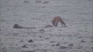 Fox Shot With A .243 And 95Gr Sst